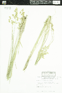 Anthoxanthum hirtum image