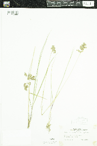 Anthoxanthum hirtum image