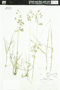Anthoxanthum hirtum image