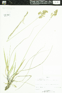 Anthoxanthum hirtum image