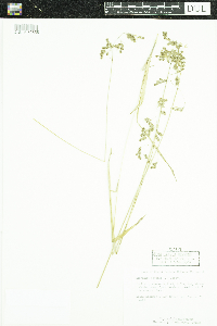 Anthoxanthum hirtum image