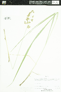 Anthoxanthum hirtum image