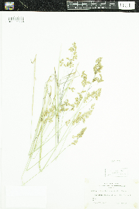 Anthoxanthum hirtum image