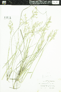 Anthoxanthum hirtum image