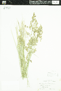 Anthoxanthum hirtum image