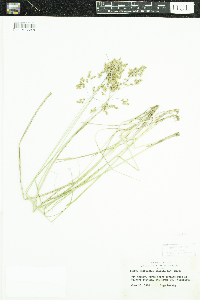 Anthoxanthum hirtum image