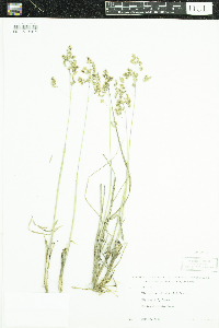 Anthoxanthum hirtum image