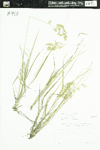 Anthoxanthum hirtum image