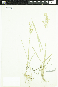 Anthoxanthum hirtum image