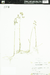 Anthoxanthum hirtum image