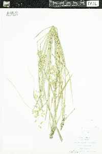 Anthoxanthum hirtum image