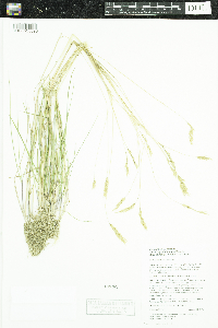 Anthoxanthum odoratum image