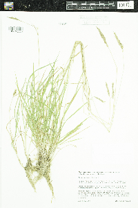 Anthoxanthum odoratum image