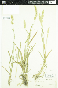 Anthoxanthum odoratum image
