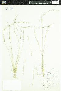 thumbnail image of current specimen