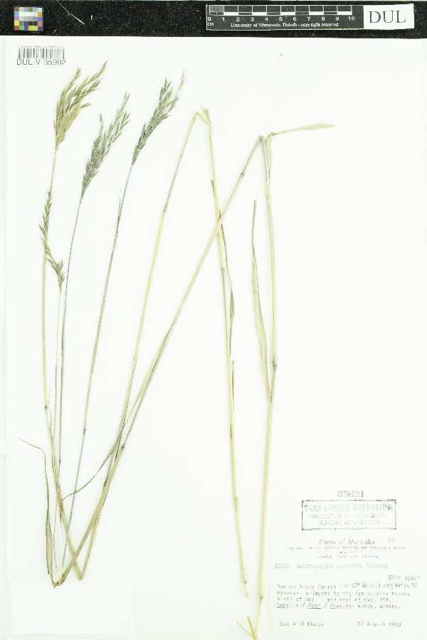 Andropogon gerardii image
