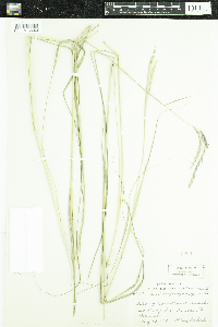 Thumbnail image of current specimen