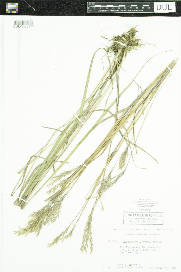 Andropogon image