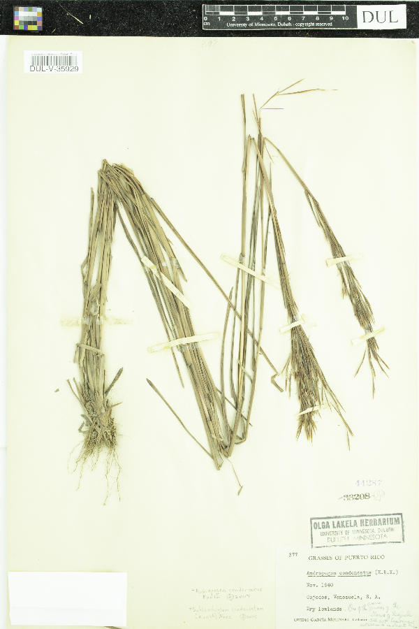 Schizachyrium condensatum image