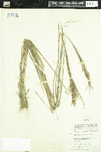 Media resource of Schizachyrium condensatum