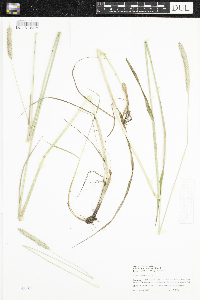 Alopecurus pratensis image