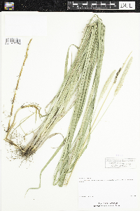 Alopecurus pratensis image