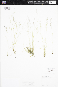 Agrostis idahoensis image