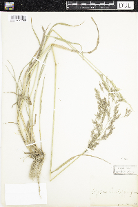 Agrostis stolonifera image