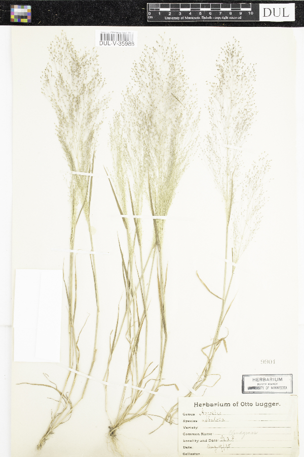 Agrostis nebulosa image