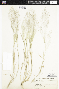 Media resource of Agrostis nebulosa