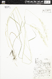 Agrostis stolonifera image