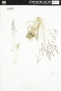 Agrostis stolonifera image