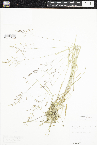 Agrostis stolonifera image