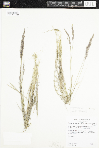 Agrostis stolonifera image
