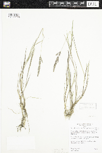 Agrostis stolonifera image