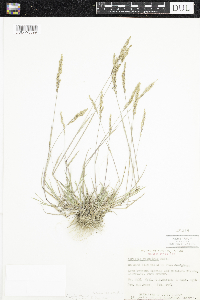 Agrostis stolonifera image