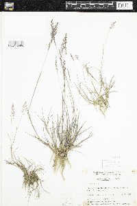 Agrostis stolonifera image