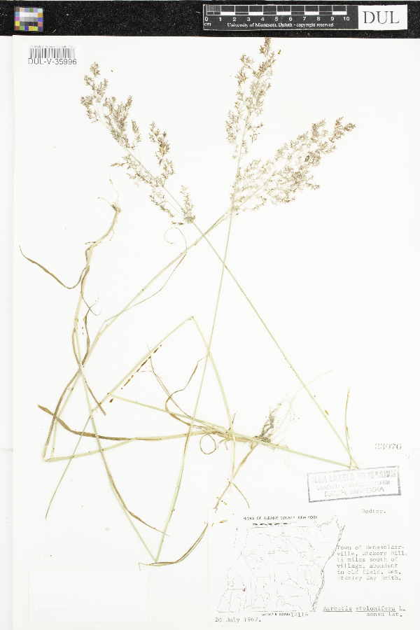 Agrostis image