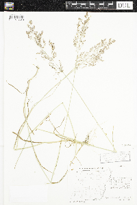 Agrostis stolonifera image