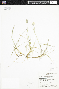 Alopecurus magellanicus image
