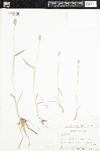 Alopecurus magellanicus image
