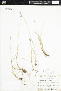 Alopecurus magellanicus image