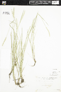 Alopecurus aequalis image