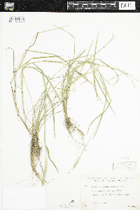 Alopecurus aequalis image