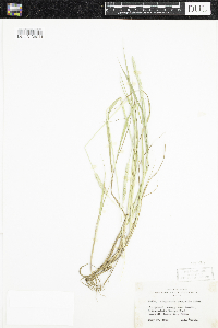 Alopecurus aequalis image