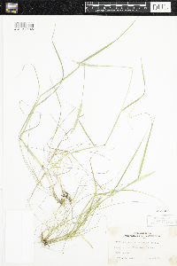 Alopecurus aequalis image