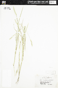 Alopecurus aequalis image