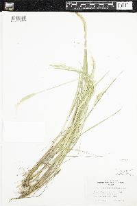 Alopecurus aequalis image