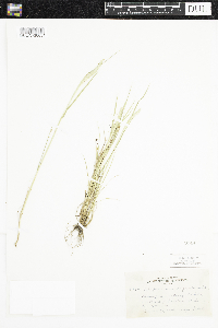 Alopecurus aequalis image