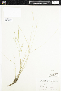 Alopecurus aequalis image